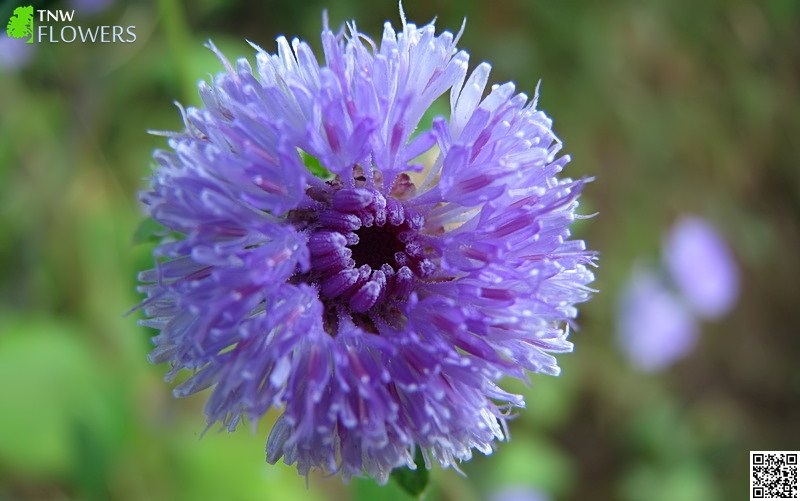 Purple Heads